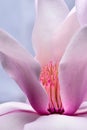 Pink Magnolia Blossom Anthers
