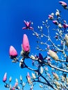 Pink magnolia blossom on branch against the deep blue sky background.