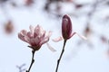 Pink magnolia blossom in spring Royalty Free Stock Photo