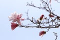 Pink magnolia blossom in spring Royalty Free Stock Photo