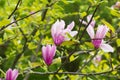 Flowering Magnolia Tulip Tree.