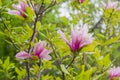 Flowering Magnolia Tulip Tree.