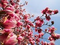 Pink magnolia blossoms on blue sky