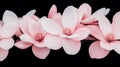 Pink Magnolia Blossoms Close Up on Black Background Royalty Free Stock Photo