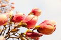 Pink magnolia blossoms with raindrops and wind