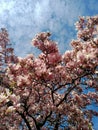 pink magnolia blossoms in spring