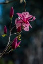 Pink Magnolia Blossoms 3