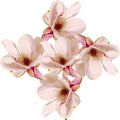 Pink Magnolia branch flowers, close up, floral arrangement, isolated