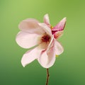 Pink Magnolia branch flowers, close up, floral arrangement, isolated Royalty Free Stock Photo