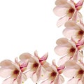 Pink Magnolia branch flowers, close up, floral arrangement, isolated Royalty Free Stock Photo