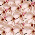 Pink Magnolia branch flowers, close up, floral arrangement, isolated Royalty Free Stock Photo