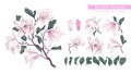 Vector flowers set with White Magnolia. Isolated magnolia illustration element.