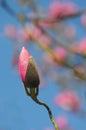 Pink Magnolia Bud Royalty Free Stock Photo