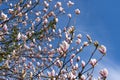 Pink magnolia buds and flowers sway against blue sky, soft pastel colors and gentle movement create sense of springtime beauty and Royalty Free Stock Photo