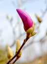 Pink Magnolia buds in spring, blue sky background. Royalty Free Stock Photo