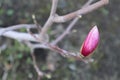 Pink Magnolia buds in spring, Royalty Free Stock Photo