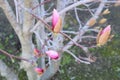 Pink Magnolia buds in spring, Royalty Free Stock Photo