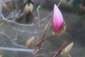 Pink Magnolia buds in spring, Royalty Free Stock Photo