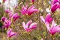 Pink magnolia bush in Prague spring Royalty Free Stock Photo