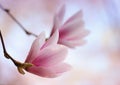 Pink magnolia flower