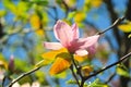 Pink magnolia flower