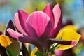 Pink magnolia flower