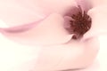 Pink Magnolia flower