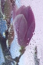 Pink magnolia flower behind wet glass. Spring or summer floral concept macro background Royalty Free Stock Photo