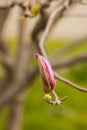 Pink Magnolia Flower. Blooming Magnolia Tree In The Spring.