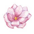 Pink magnolia flower. Blooming peony floral clipart. Hand drawn watercolor illustration isolated on white background Royalty Free Stock Photo