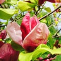 Pink magnolia flower Royalty Free Stock Photo