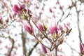 Pink magnolia flower blossoming on the branch Royalty Free Stock Photo