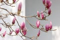 Pink magnolia flower blossoming on the branch Royalty Free Stock Photo