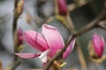 Pink magnolia flower blossoming on the branch Royalty Free Stock Photo