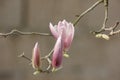 Pink magnolia flower blossoming on the branch Royalty Free Stock Photo