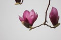 Pink magnolia flower blossoming on the branch Royalty Free Stock Photo