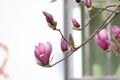 Pink magnolia flower blossoming on the branch Royalty Free Stock Photo