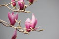 Pink magnolia flower blossoming on the branch