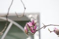 Pink magnolia flower blossoming on the branch Royalty Free Stock Photo