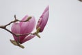 Pink magnolia flower blossoming on the branch Royalty Free Stock Photo