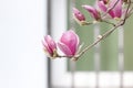 Pink magnolia flower blossoming on the branch Royalty Free Stock Photo