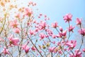 Pink magnolia flower.