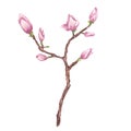 Pink magnolia flower. Branch with buds. Blooming floral clipart. Hand drawn watercolor illustration isolated on white Royalty Free Stock Photo