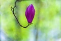 Pink magnolia flower on branch Royalty Free Stock Photo