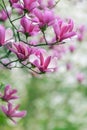 Pink magnolia flower on branch Royalty Free Stock Photo