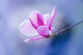 Pink magnolia flower on branch Royalty Free Stock Photo