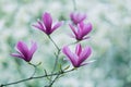 Pink magnolia flower on branch Royalty Free Stock Photo