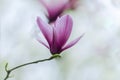 Pink magnolia flower on branch Royalty Free Stock Photo