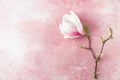 Pink magnolia flower branch on pastel pink background. Minimal concept. Festive background. Flat lay Royalty Free Stock Photo