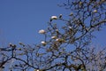 Pink magnolia flower branches in spring season macro shot, bloss Royalty Free Stock Photo